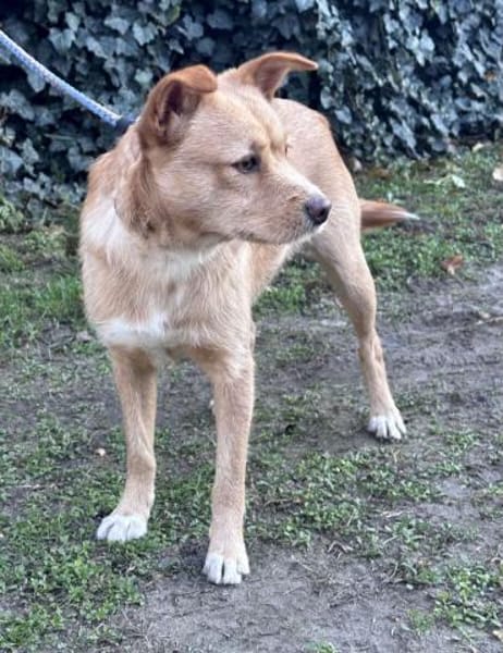 Marinik - noch ein Angsthäschen