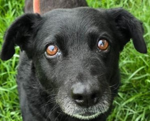 Uma - liebe Maus sucht ruhiges Zuhause