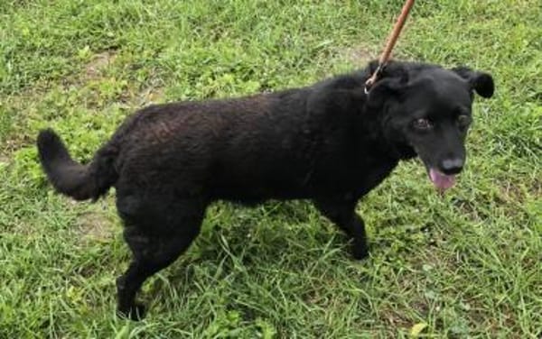 Uma - liebe Maus sucht ruhiges Zuhause