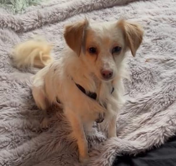 Rebell, geb 03/23, 79576 Weil am Rhein