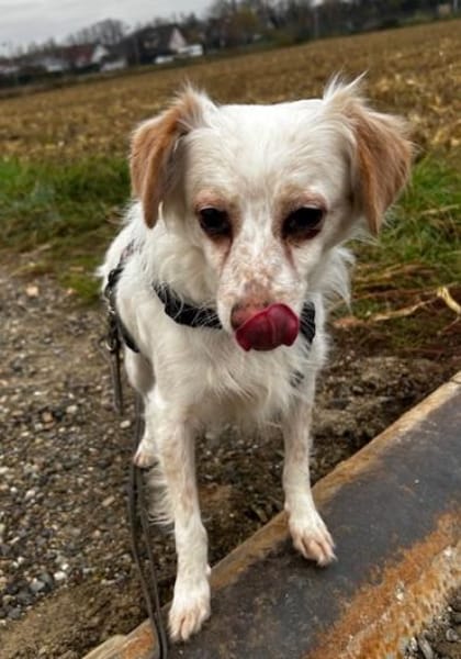 Rebell, geb 03/23, 79576 Weil am Rhein