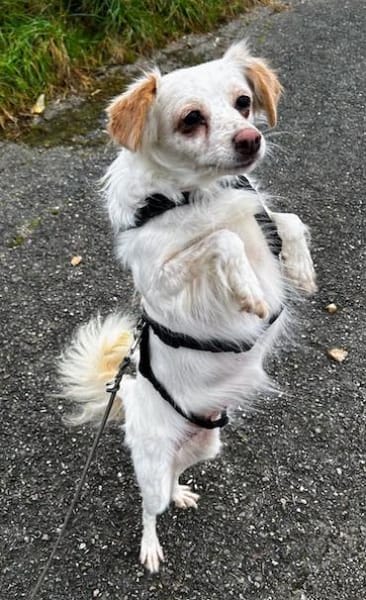 Rebell, geb 03/23, 79576 Weil am Rhein