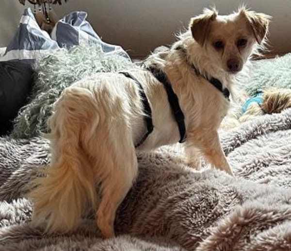 Rebell, geb 03/23, 79576 Weil am Rhein