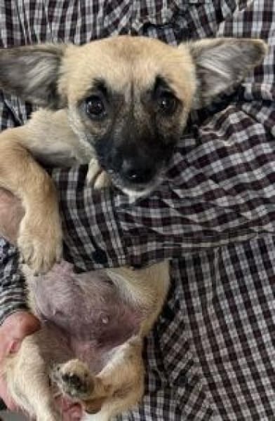 Lilly 34 cm (Pflegestelle)