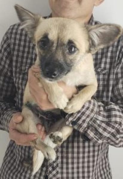 Lilly 34 cm (Pflegestelle)