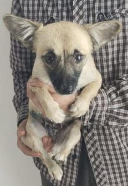 Lilly 34 cm (Pflegestelle)