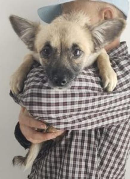 Lilly 34 cm (Pflegestelle)