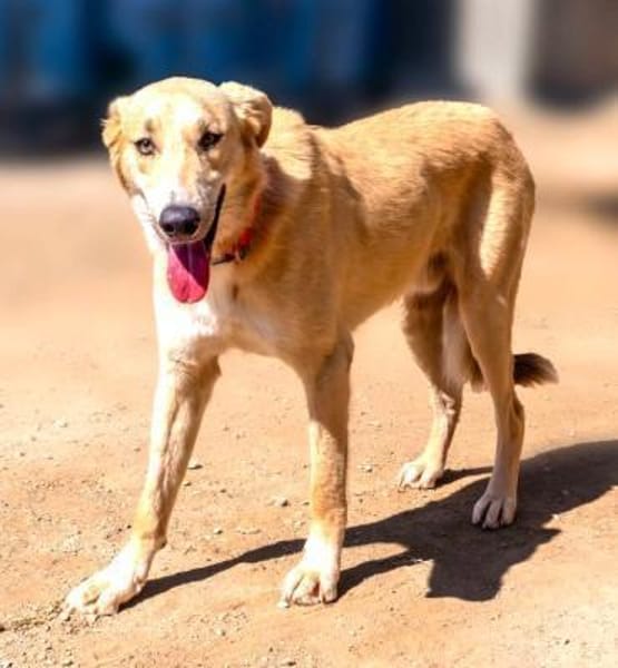 Rookie - freundlich und intelligent