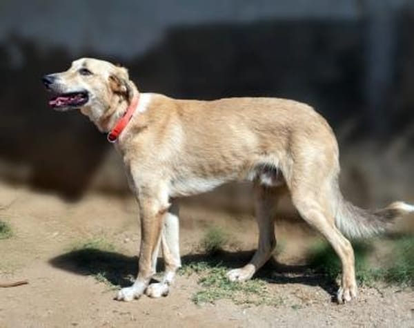 Rookie - freundlich und intelligent