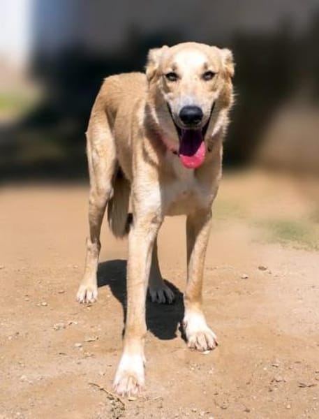 Rookie - freundlich und intelligent