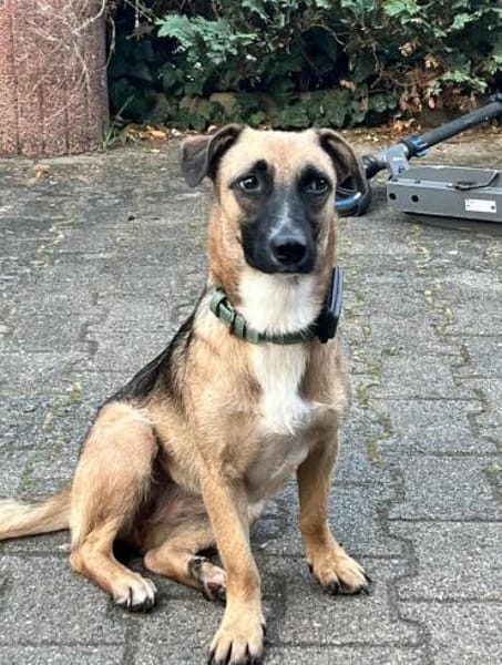 Schmusebacke Lady sucht ihre Familie!