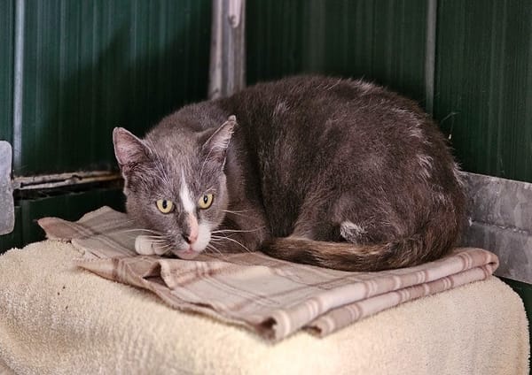 ANA'BELLE (réservée)