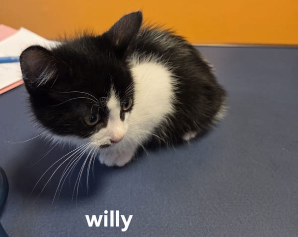 Willy (En cours d'adoption)