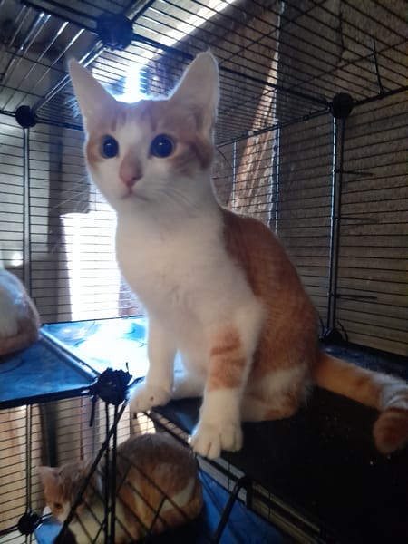 Apollon chaton roux et blanc