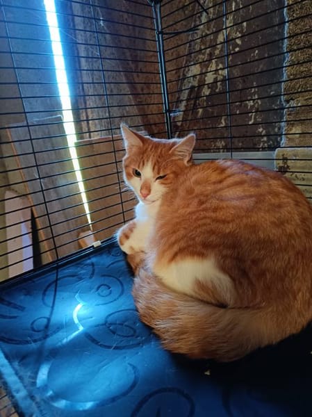 Aston chaton roux et blanc