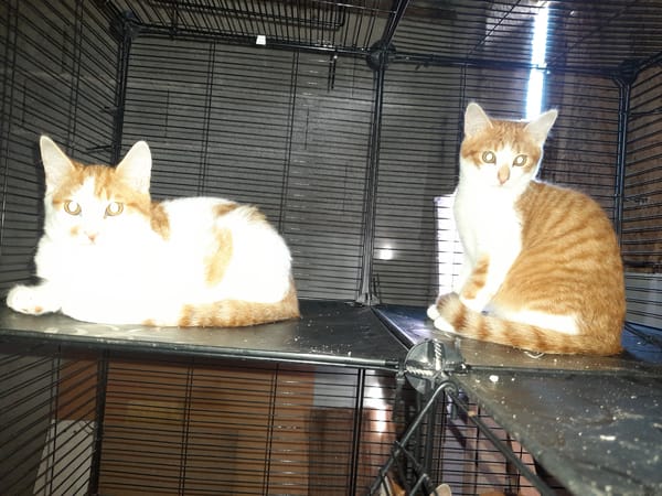 Aston chaton roux et blanc