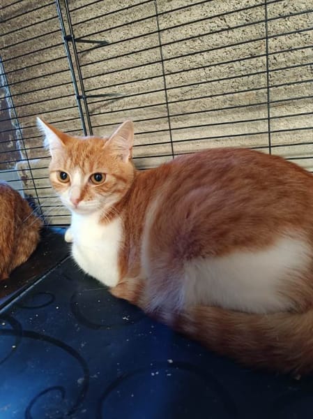 Arossa chatonne roux et blanc