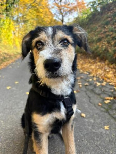 Dexter wartet auf sein Gegenstück