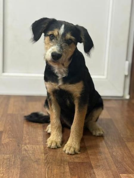 Dexter wartet auf sein Gegenstück