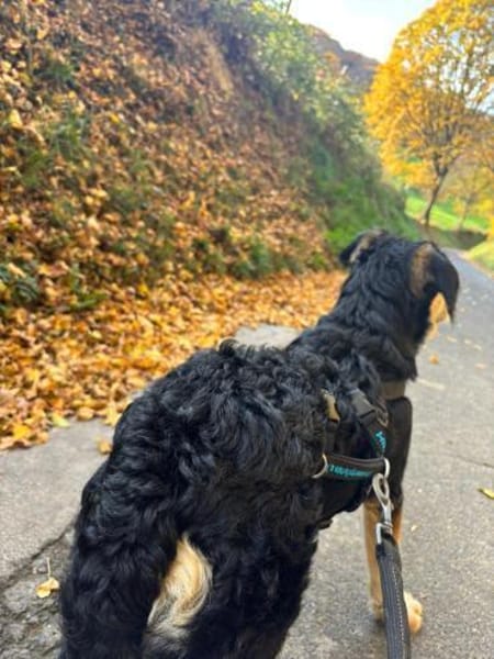 Dexter wartet auf sein Gegenstück