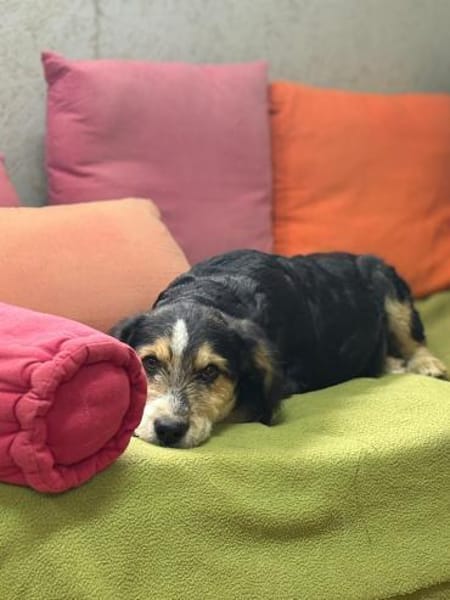 Dexter wartet auf sein Gegenstück