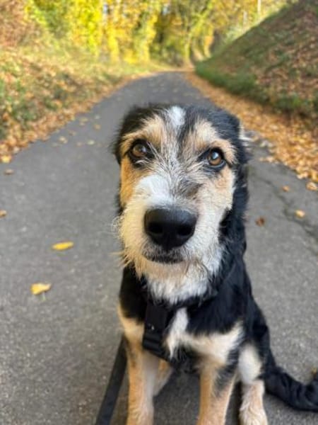 Dexter wartet auf sein Gegenstück