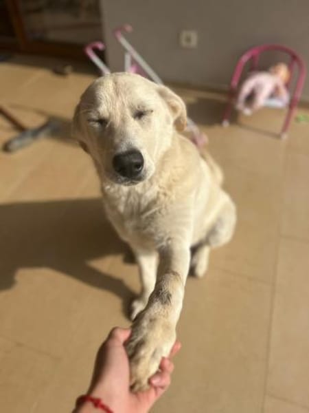 Lord - unser Charmeur mit großem Herz