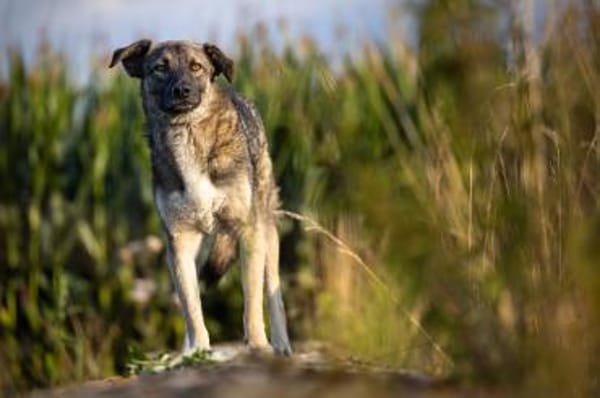 Stopp bitte seht mich endlich!Kenny 48cm