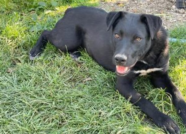 Sportliche Mary sucht ein Zuhause