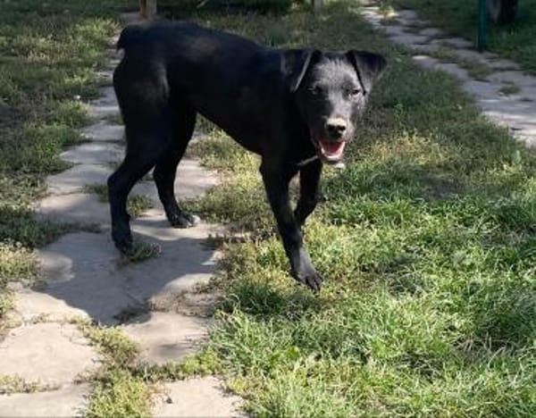 Sportliche Mary sucht ein Zuhause