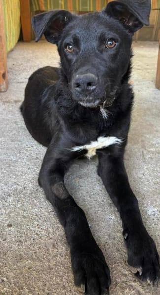 Sportliche Mary sucht ein Zuhause