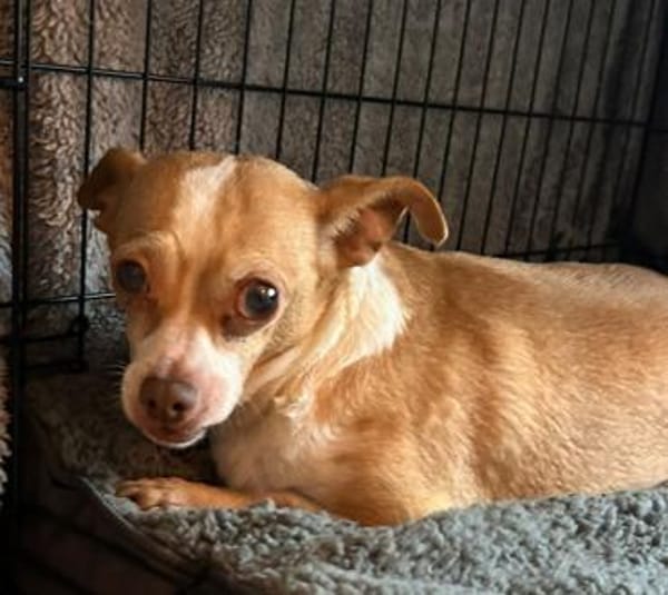 Candy auf Pflegestelle in 85134 Stammham