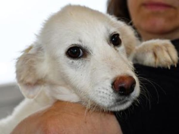 Darf Isa zu Ihnen gehören?