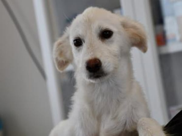 Darf Isa zu Ihnen gehören?