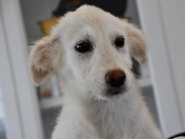 Darf Isa zu Ihnen gehören?