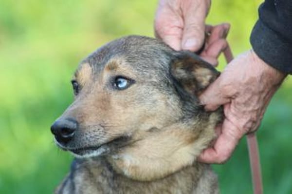 Cuno - zutraulich u. freundlich