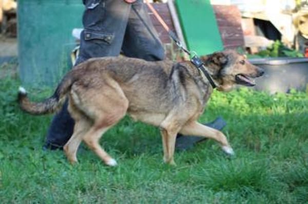 Cuno - zutraulich u. freundlich