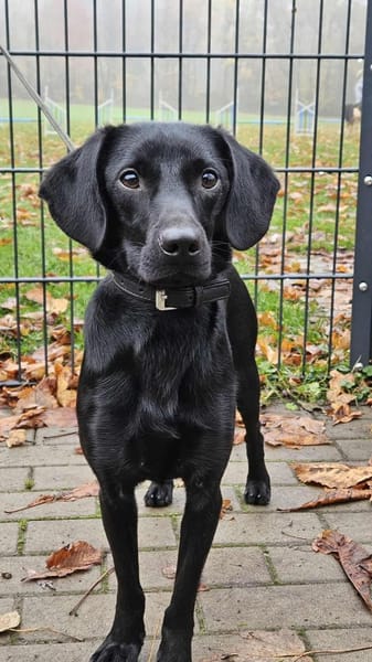 Charles, charmant und lebensfroh