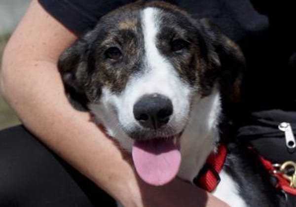 Junghündin Romy sucht ihr Zuhause