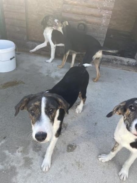 Junghündin Romy sucht ihr Zuhause