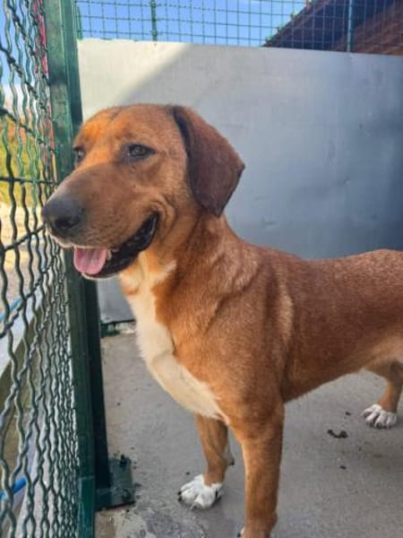 Toller Rüde Zevs - sucht sein Glück