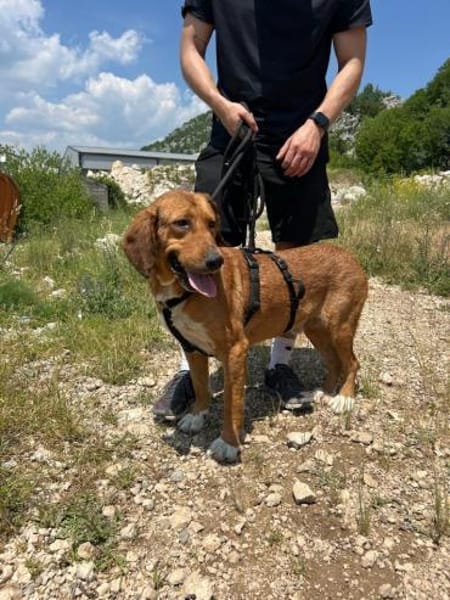 Toller Rüde Zevs - sucht sein Glück