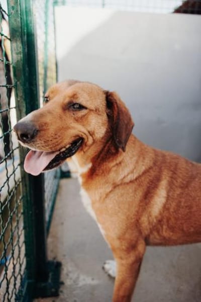 Toller Rüde Zevs - sucht sein Glück