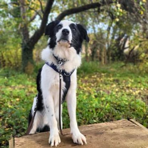 Oreo - wartet auf ein neues Zuhause