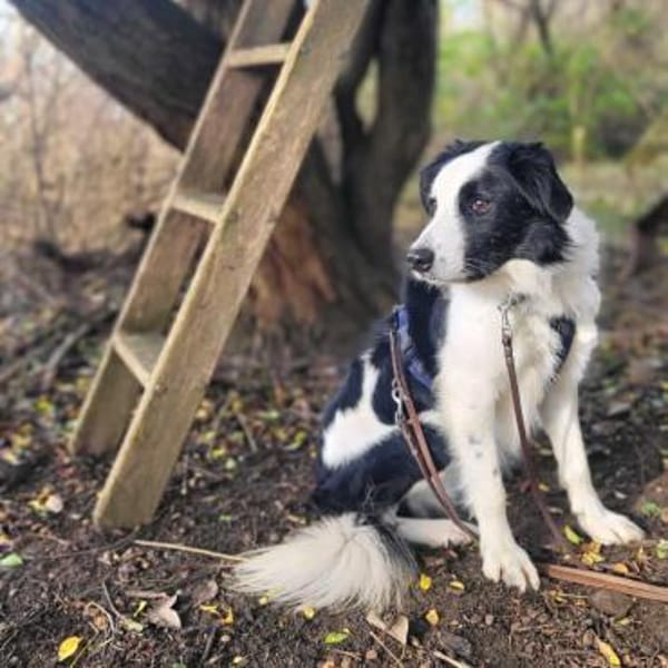 Oreo - wartet auf ein neues Zuhause