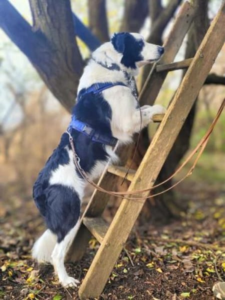 Oreo - wartet auf ein neues Zuhause