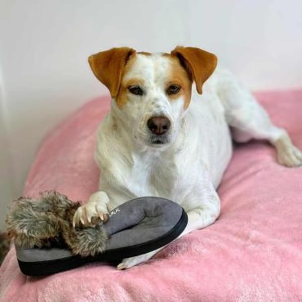 Levi - Little Mister Sunshine