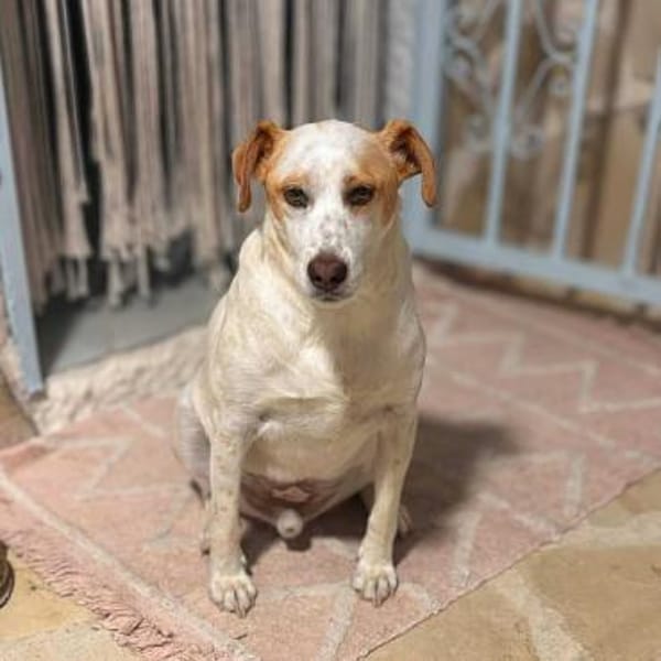 Levi - Little Mister Sunshine