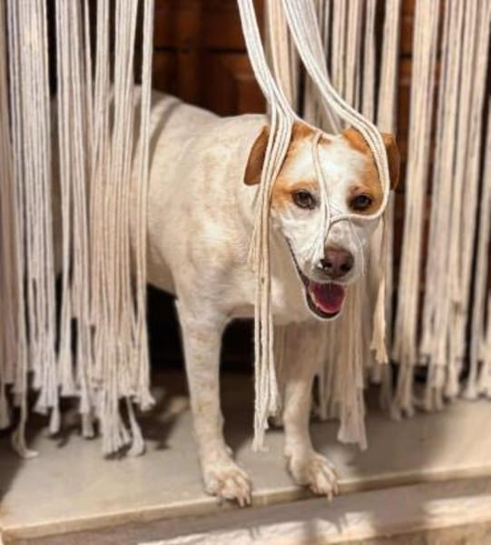 Levi - Little Mister Sunshine