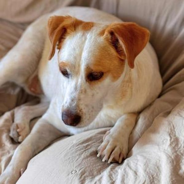 Levi - Little Mister Sunshine